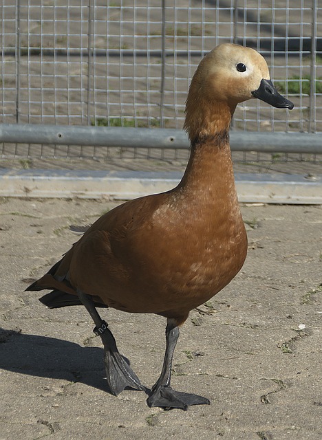 和卢卡库之